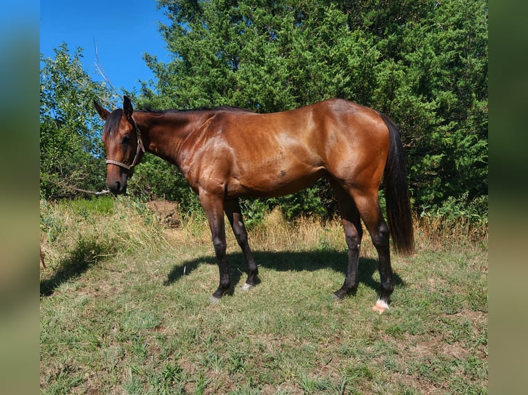 American Quarter Horse Giumenta 2 Anni 152 cm Baio ciliegia in El Dorado