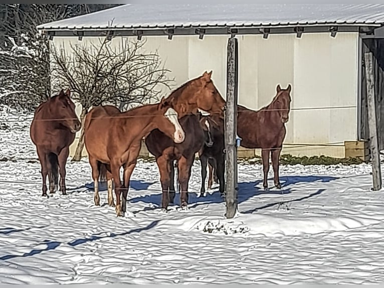 American Quarter Horse Giumenta 2 Anni 152 cm Baio in 1317
