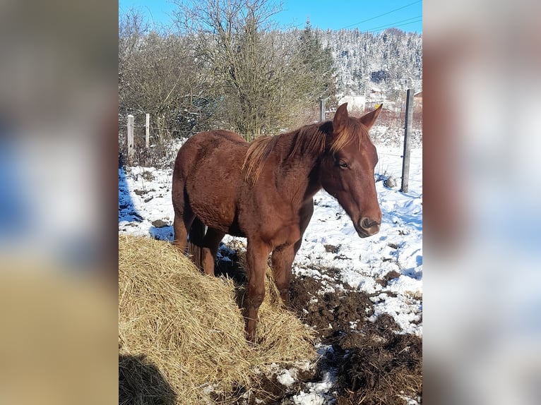 American Quarter Horse Giumenta 2 Anni 152 cm Baio in 1317
