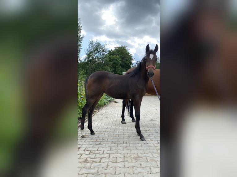 American Quarter Horse Mix Giumenta 2 Anni 152 cm Baio scuro in Skrzyszów