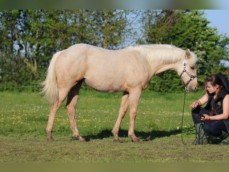 American Quarter Horse Giumenta 2 Anni 152 cm Palomino in Börgerende-Rethwisch