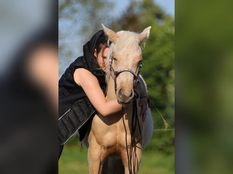 American Quarter Horse Giumenta 2 Anni 152 cm Palomino in Börgerende-Rethwisch