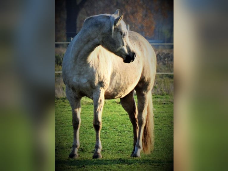 American Quarter Horse Giumenta 2 Anni 152 cm Palomino in Edemissen