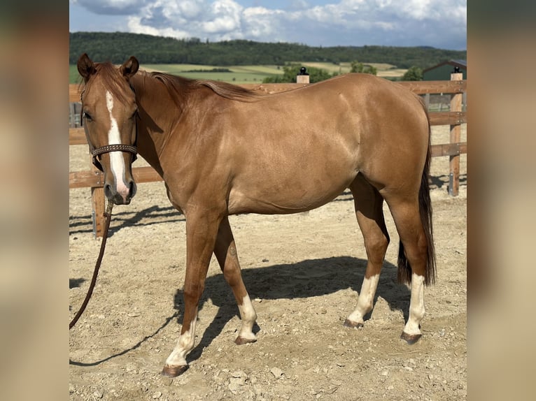 American Quarter Horse Giumenta 2 Anni 152 cm Red dun in Alfeld (Leine)