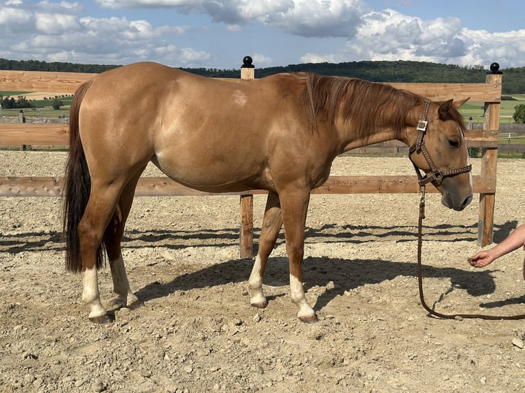 American Quarter Horse Giumenta 2 Anni 152 cm Red dun in Alfeld (Leine)