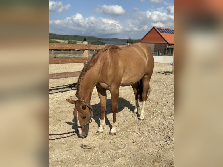 American Quarter Horse Giumenta 2 Anni 152 cm Red dun in Alfeld (Leine)