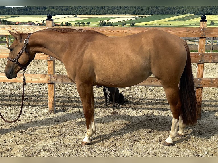 American Quarter Horse Giumenta 2 Anni 152 cm Red dun in Alfeld (Leine)
