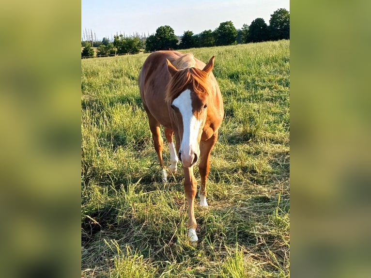 American Quarter Horse Giumenta 2 Anni 152 cm Sauro in Clausthal-Zellerfeld