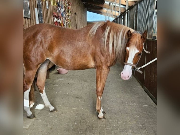 American Quarter Horse Giumenta 2 Anni 152 cm Sauro in Etgersleben