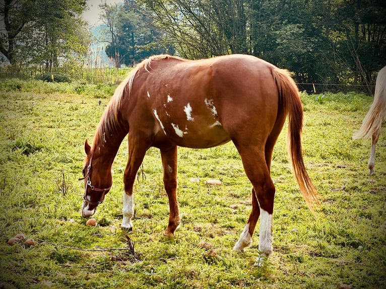 American Quarter Horse Mix Giumenta 2 Anni 152 cm Sauro ciliegia in Kemzeke