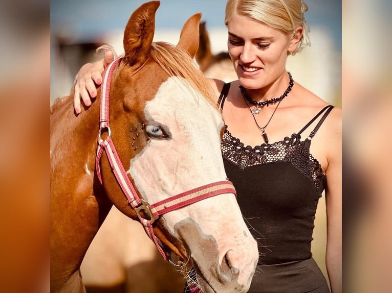 American Quarter Horse Mix Giumenta 2 Anni 152 cm Sauro ciliegia in Kemzeke