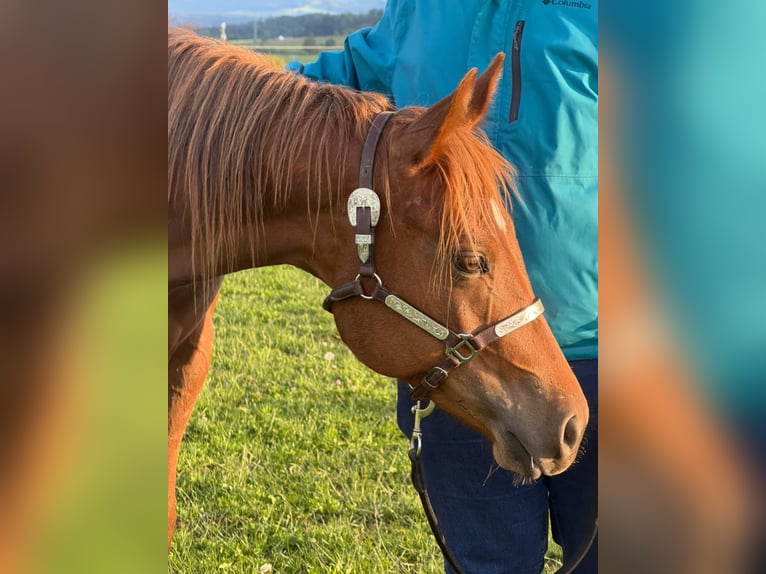 American Quarter Horse Giumenta 2 Anni 152 cm Sauro in Rheinfelden
