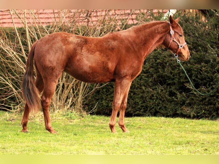 American Quarter Horse Giumenta 2 Anni 152 cm Sauro scuro in Vilsheim