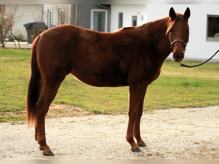 American Quarter Horse Giumenta 2 Anni 152 cm Sauro scuro in Vilsheim
