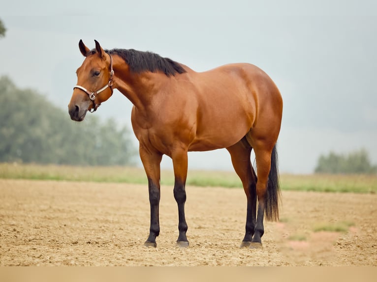 American Quarter Horse Giumenta 2 Anni 153 cm Baio in München