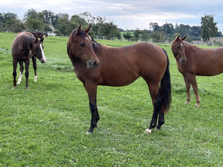 American Quarter Horse Giumenta 2 Anni 153 cm Baio in Fleischwangen