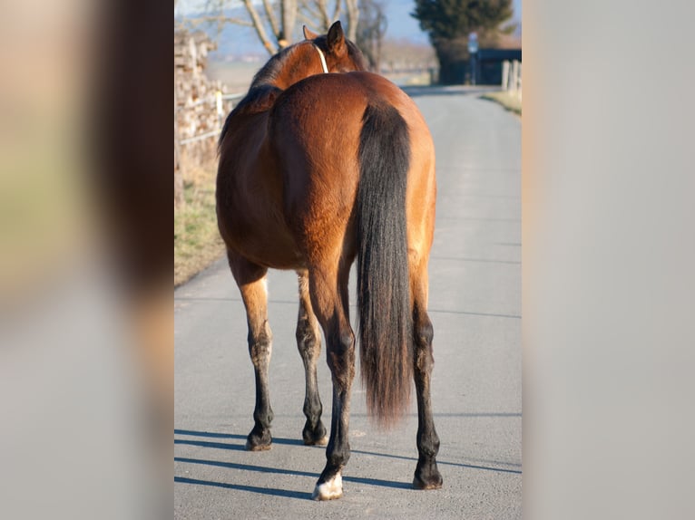 American Quarter Horse Giumenta 2 Anni 153 cm Baio in Rudolstadt