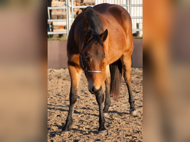 American Quarter Horse Giumenta 2 Anni 153 cm Baio in Rudolstadt