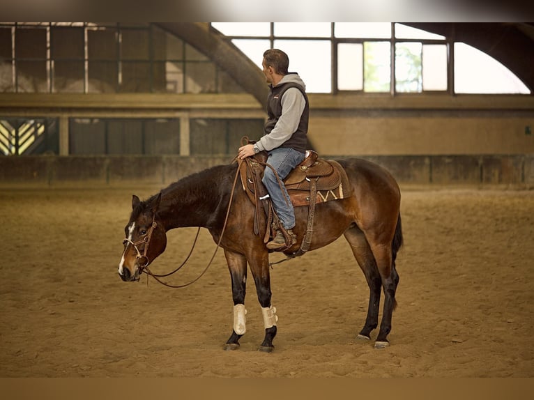 American Quarter Horse Giumenta 2 Anni 153 cm Baio scuro in München