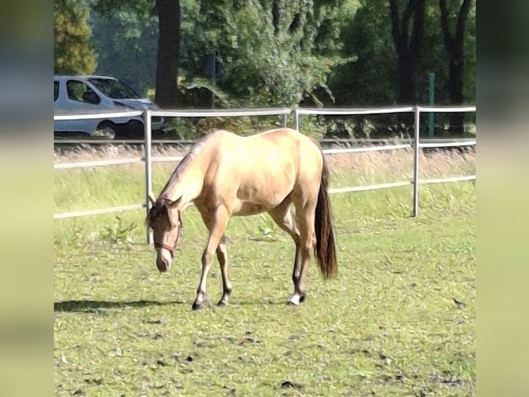 American Quarter Horse Giumenta 2 Anni 153 cm Champagne in Bar&#xDF;el
