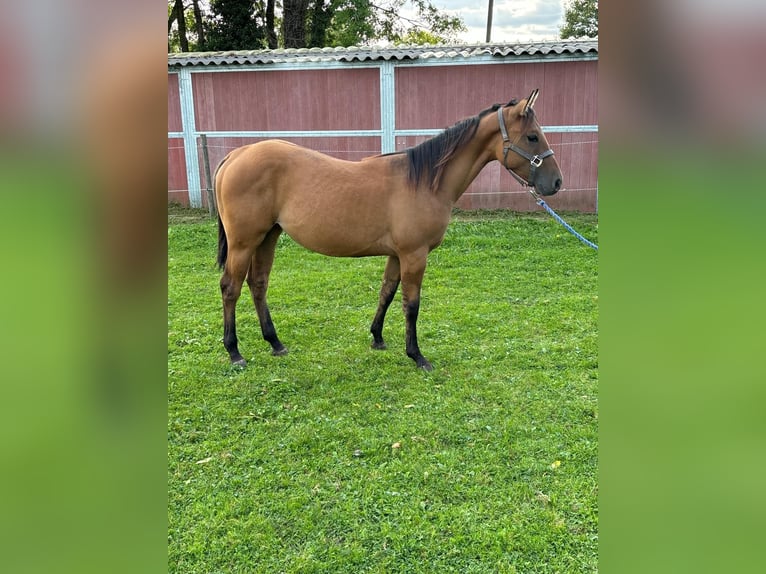 American Quarter Horse Giumenta 2 Anni 153 cm Dunalino in Bergkamen