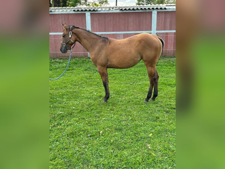 American Quarter Horse Giumenta 2 Anni 153 cm Dunalino in Bergkamen