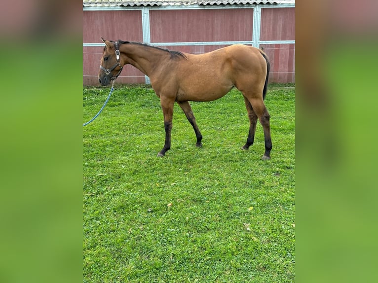 American Quarter Horse Giumenta 2 Anni 153 cm Dunalino in Bergkamen