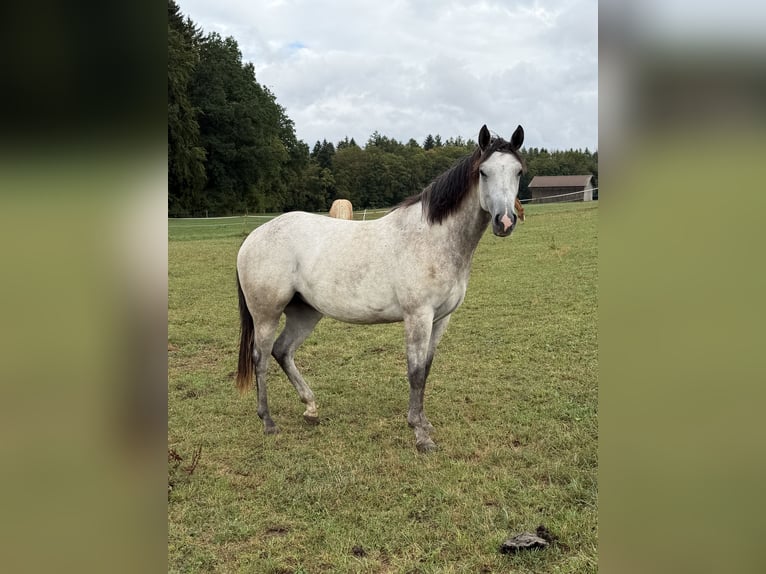American Quarter Horse Giumenta 2 Anni 153 cm Grigio in Pfullendorf