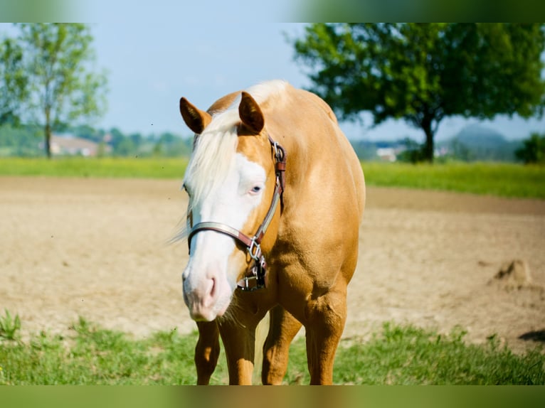American Quarter Horse Giumenta 2 Anni 153 cm Palomino in München