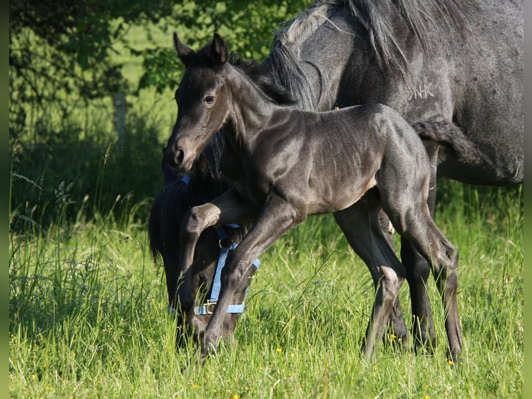 American Quarter Horse Giumenta 2 Anni 153 cm Roano blu in Langenbach