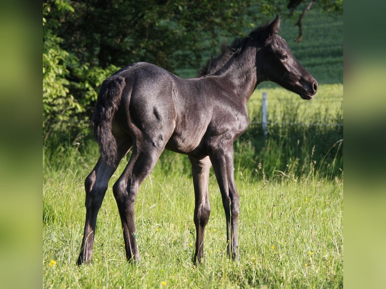 American Quarter Horse Giumenta 2 Anni 153 cm Roano blu in Langenbach