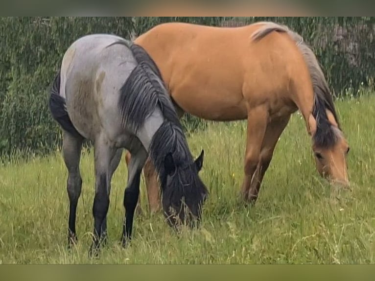 American Quarter Horse Giumenta 2 Anni 153 cm Roano blu in Langenbach