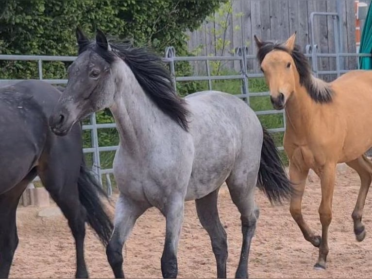 American Quarter Horse Giumenta 2 Anni 153 cm Roano blu in Langenbach