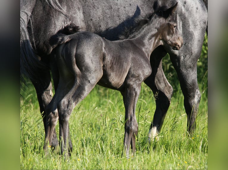 American Quarter Horse Giumenta 2 Anni 153 cm Roano blu in Langenbach