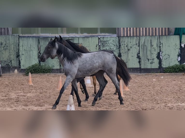 American Quarter Horse Giumenta 2 Anni 153 cm Roano blu in Langenbach