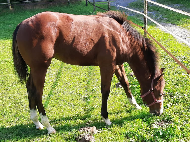 American Quarter Horse Giumenta 2 Anni 154 cm Baio in Bedburg-Hau