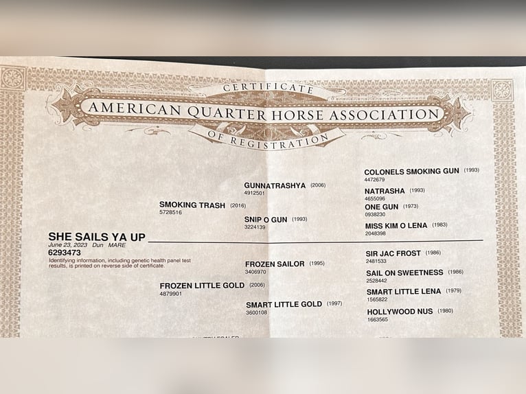 American Quarter Horse Giumenta 2 Anni 154 cm Pelle di daino in Alfeld (Leine) American Quarter Horse Giumenta 2 Anni 154 cm Pelle di daino in Alfeld (Leine)