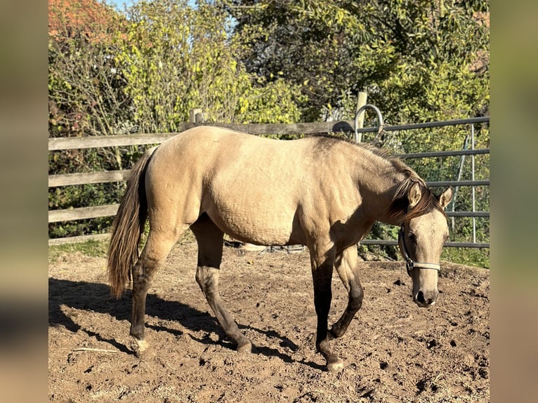 American Quarter Horse Giumenta 2 Anni 154 cm Pelle di daino in Alfeld (Leine)