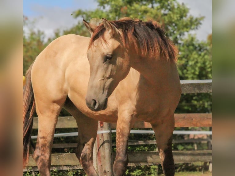 American Quarter Horse Giumenta 2 Anni 154 cm Pelle di daino in Alfeld (Leine)