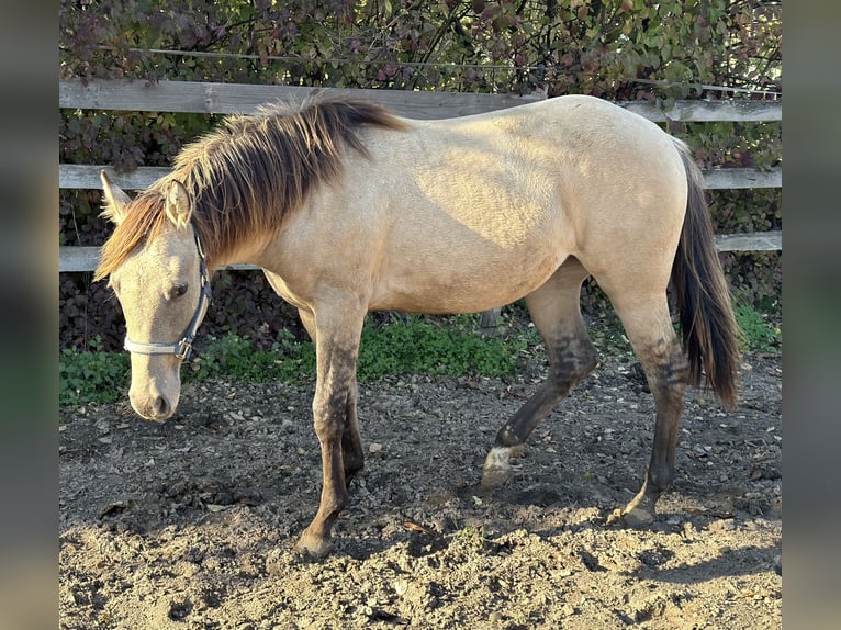 American Quarter Horse Giumenta 2 Anni 154 cm Pelle di daino in Alfeld (Leine)