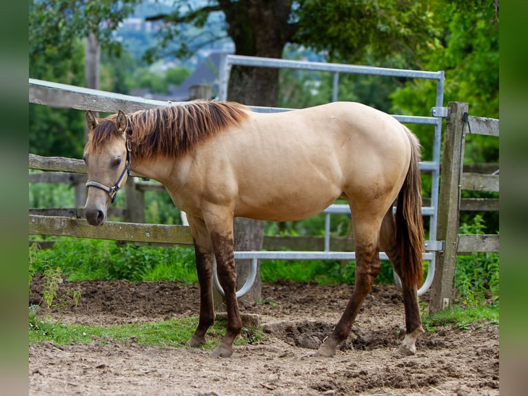 American Quarter Horse Giumenta 2 Anni 154 cm Pelle di daino in Alfeld (Leine)