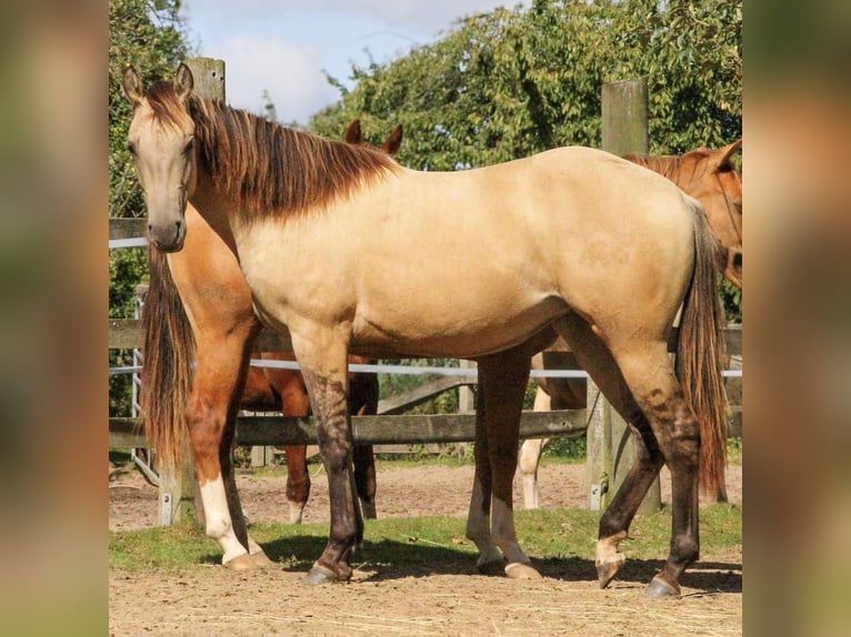 American Quarter Horse Giumenta 2 Anni 154 cm Pelle di daino in Alfeld (Leine)