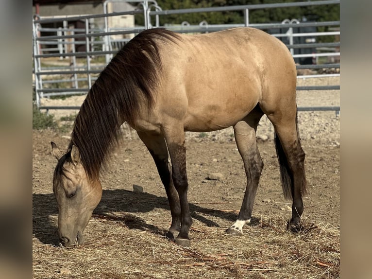 American Quarter Horse Giumenta 2 Anni 154 cm Pelle di daino in Alfeld (Leine)