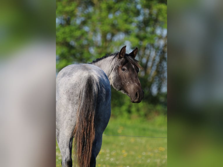 American Quarter Horse Giumenta 2 Anni 154 cm Roano blu in Elmenhorst-Lichtenhagen