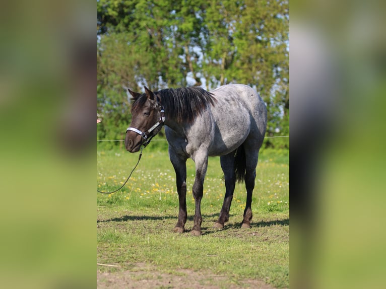 American Quarter Horse Giumenta 2 Anni 154 cm Roano blu in Elmenhorst-Lichtenhagen