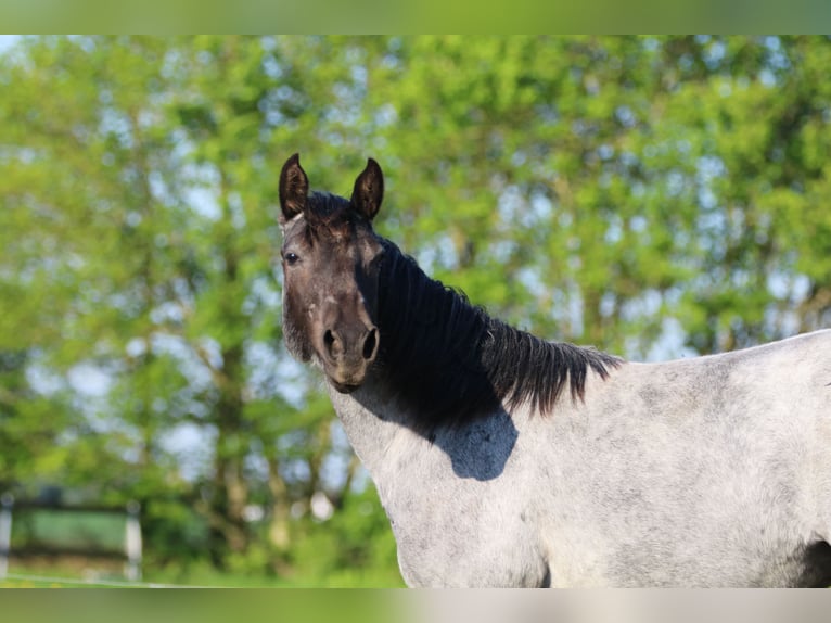 American Quarter Horse Giumenta 2 Anni 154 cm Roano blu in Elmenhorst-Lichtenhagen