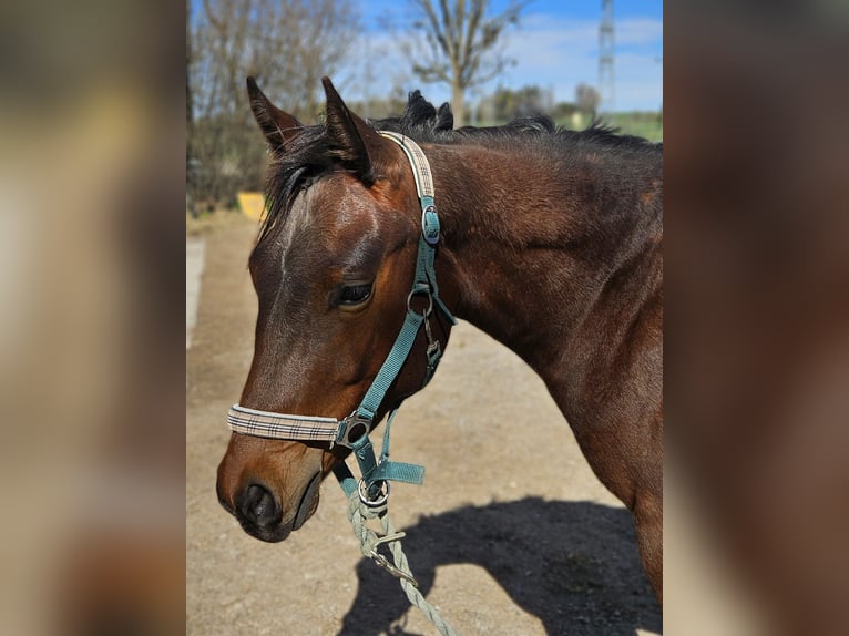 American Quarter Horse Giumenta 2 Anni 155 cm Baio in Bad Schussenried