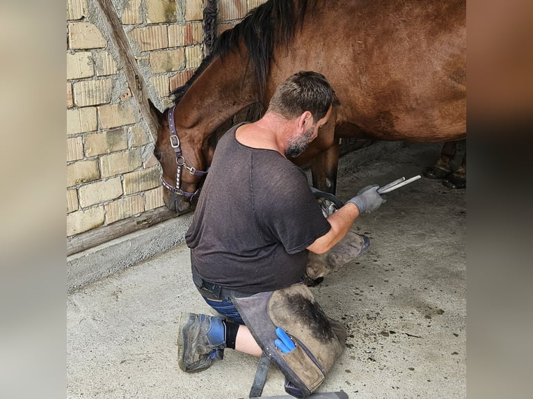 American Quarter Horse Giumenta 2 Anni 155 cm Baio in Bad Schussenried