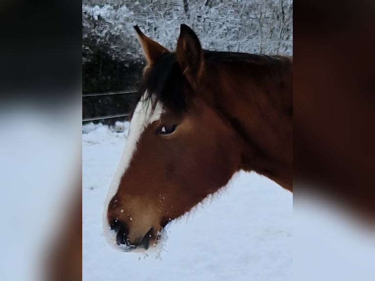 American Quarter Horse Giumenta 2 Anni 155 cm Baio in Eberbach