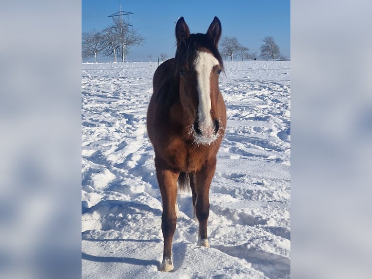 American Quarter Horse Giumenta 2 Anni 155 cm Baio in Eberbach
